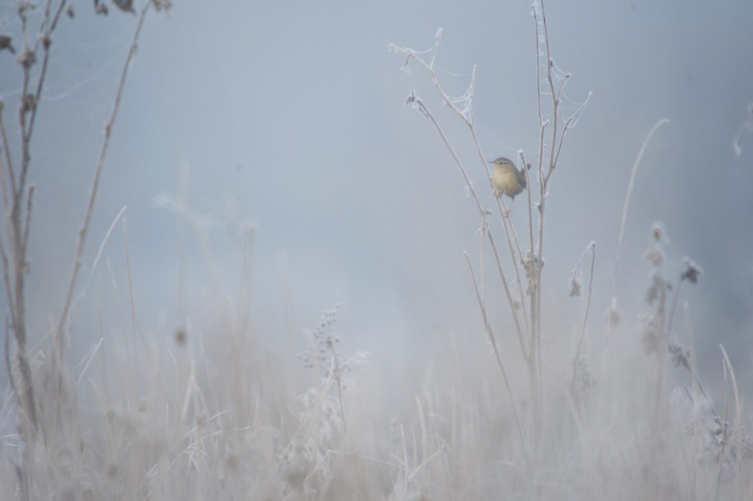 CLJ_1453_219_small