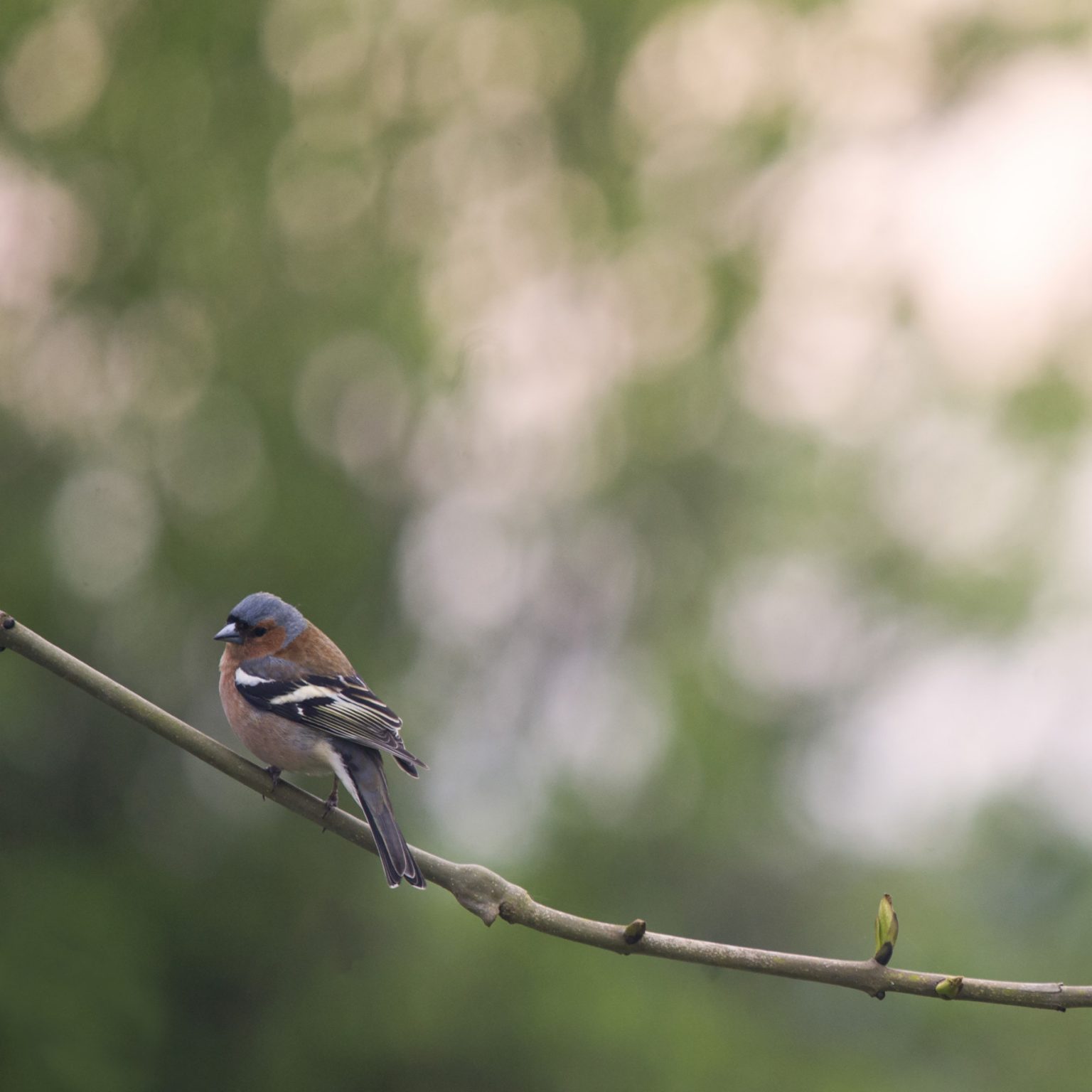 CLJ_1596_square_2_220_small