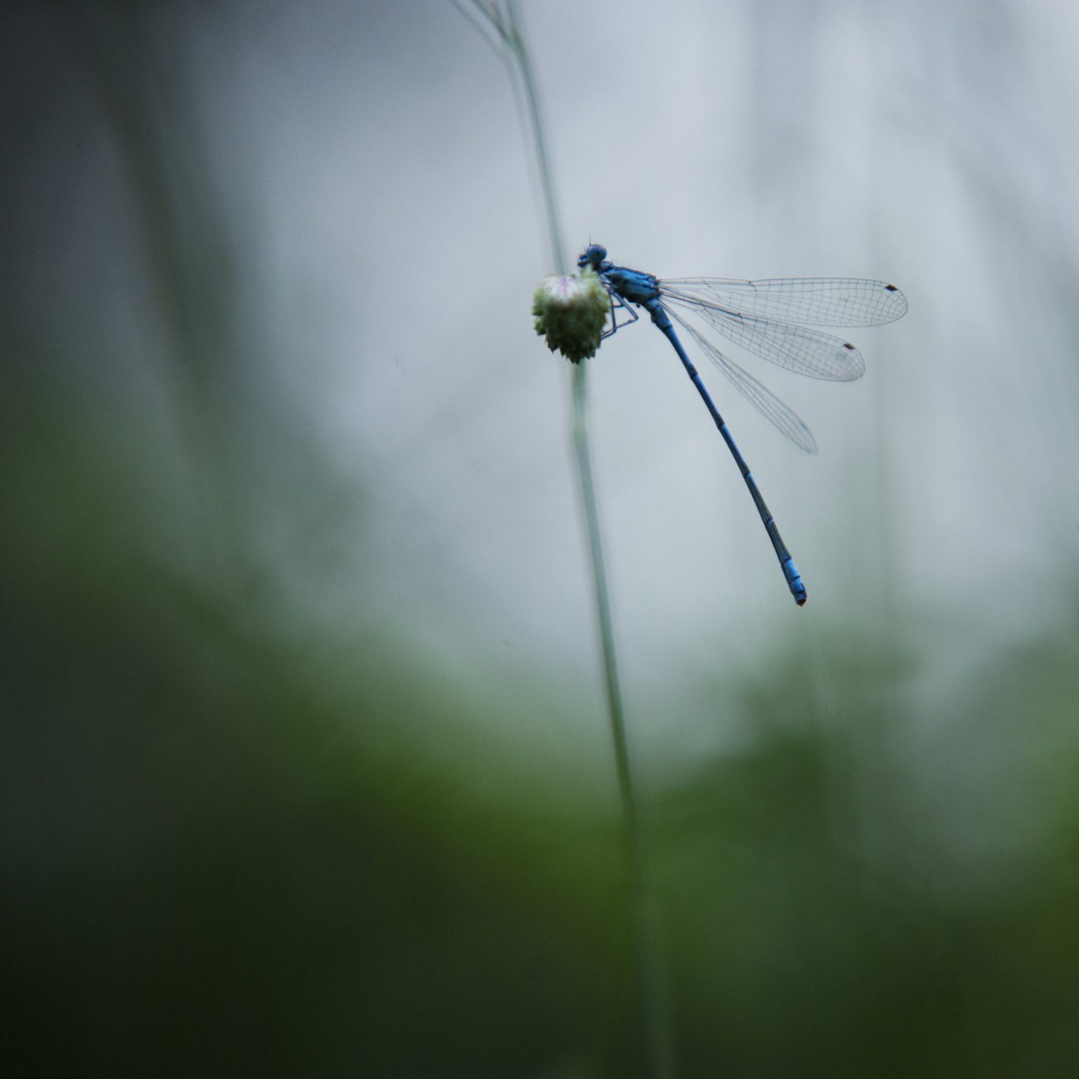 CLJ_7642_240_small