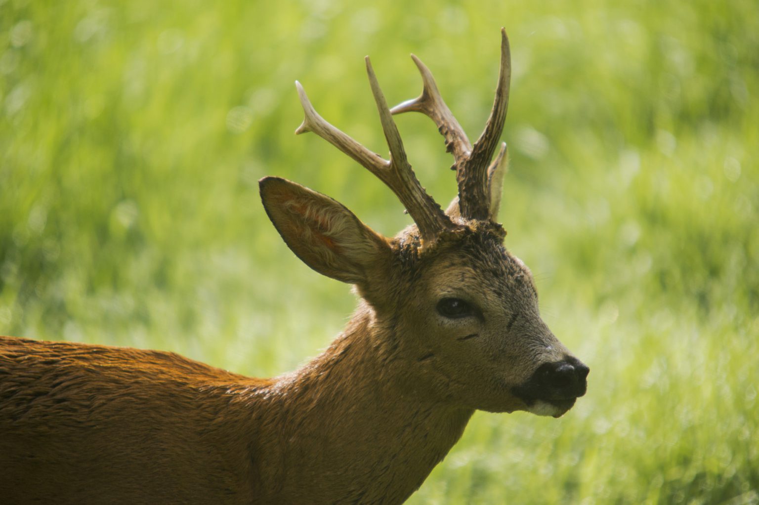 CLJ_8730_246_small