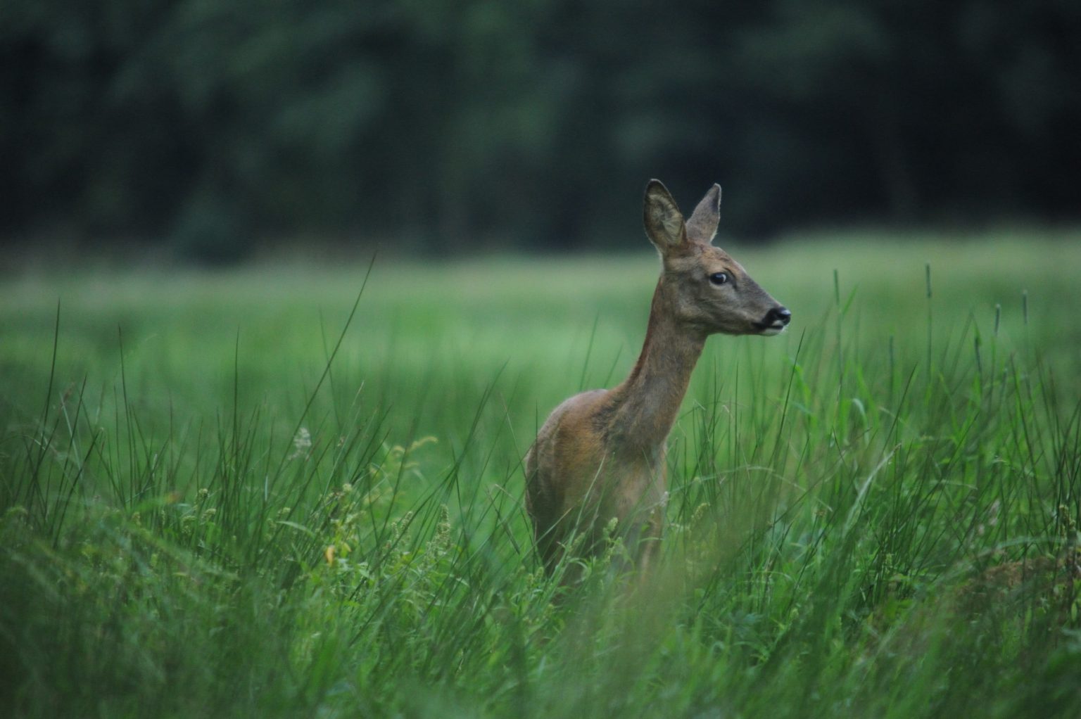 CLJ_9984_254_small