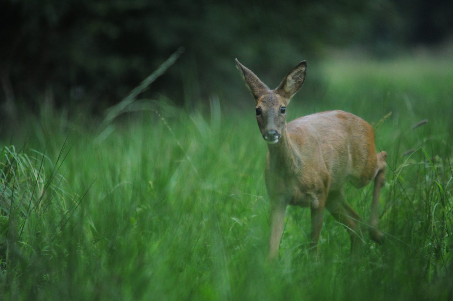 CLJ_9985_255_small
