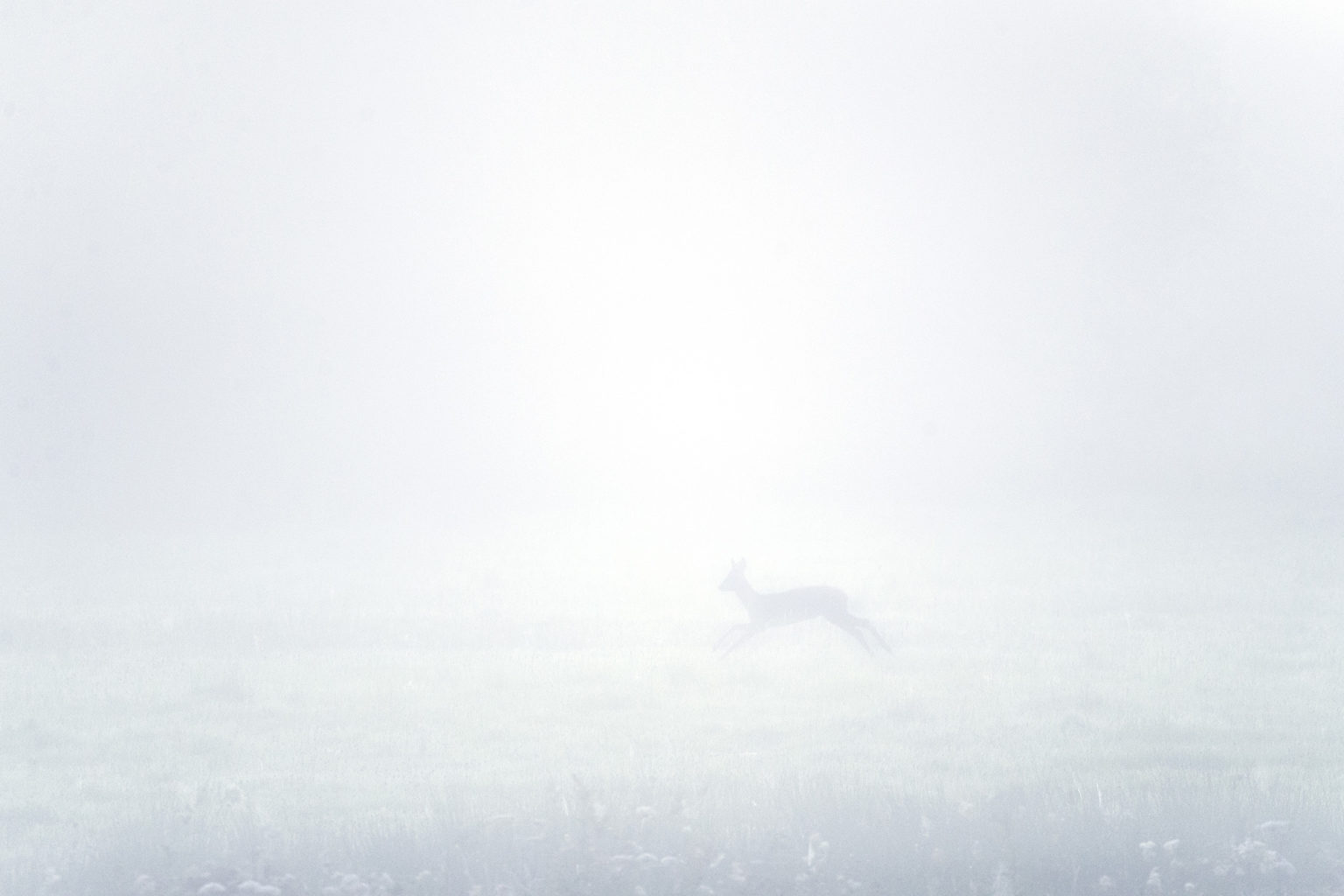 CLJ_3017_2_small_site